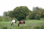 PICTURES/Askeaton Village - Desmond Castle & Franciscan Friary/t_DSC00527.JPG